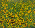 Coreopsis II